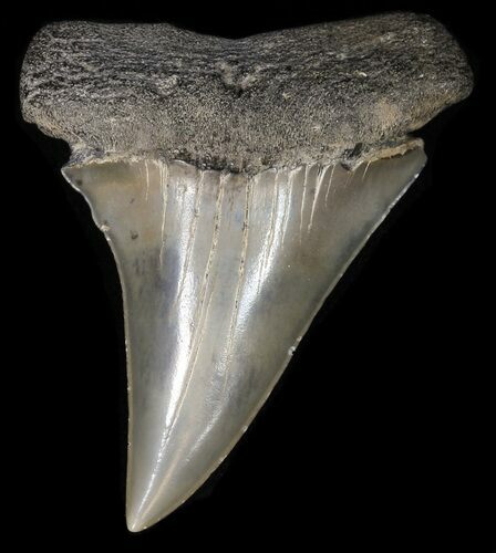Glossy, Fossil Mako Shark Tooth - Georgia #42271